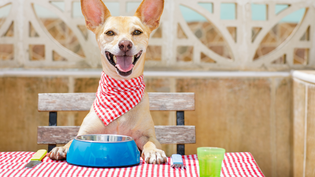 Recommended Vitamins for Homemade Dog Food