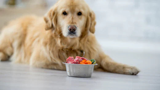 Dog sitting on floor with bowl in front with meat and veggies
