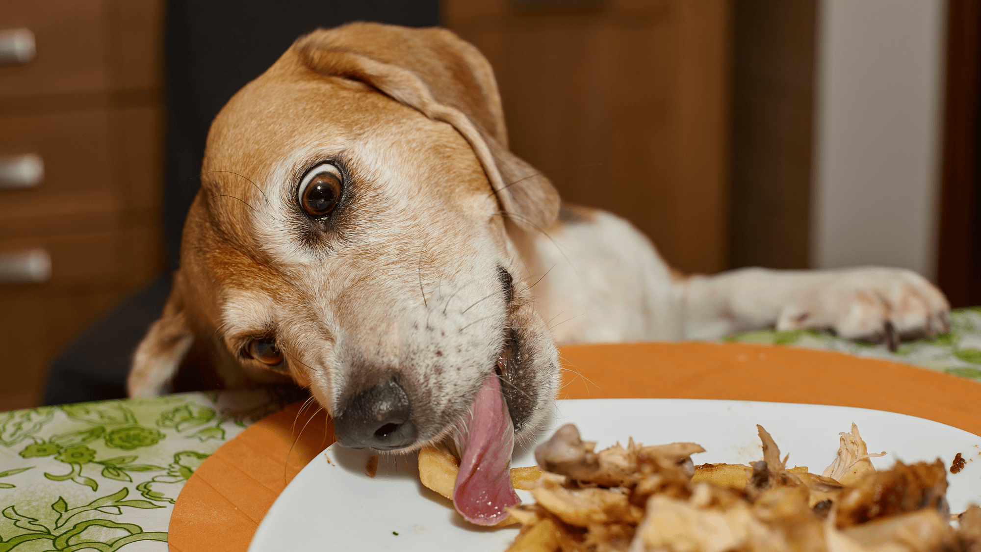 dog licking it's plate