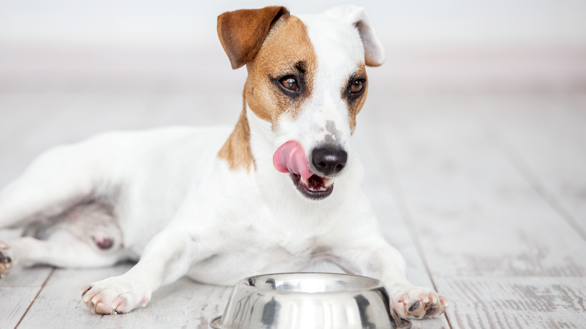 dog licking lips after eating bug-based dog food