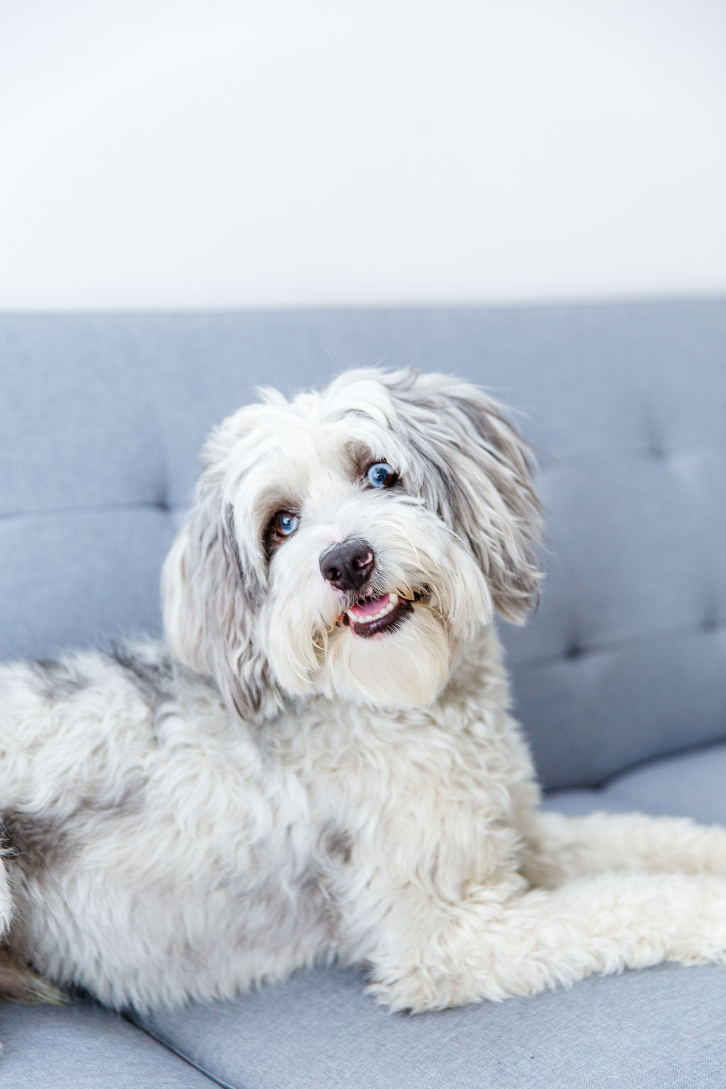 Dog Products