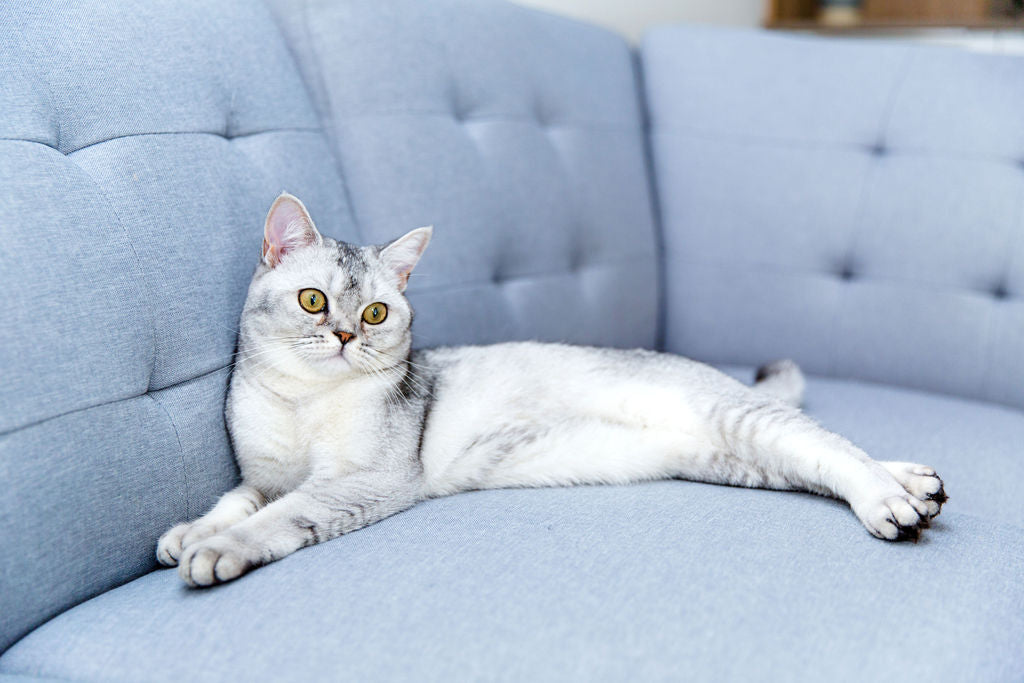 Cat Products