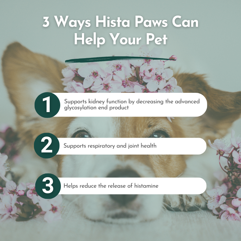 Dog with floral headband and text about Hista Paws benefits on a light green background
