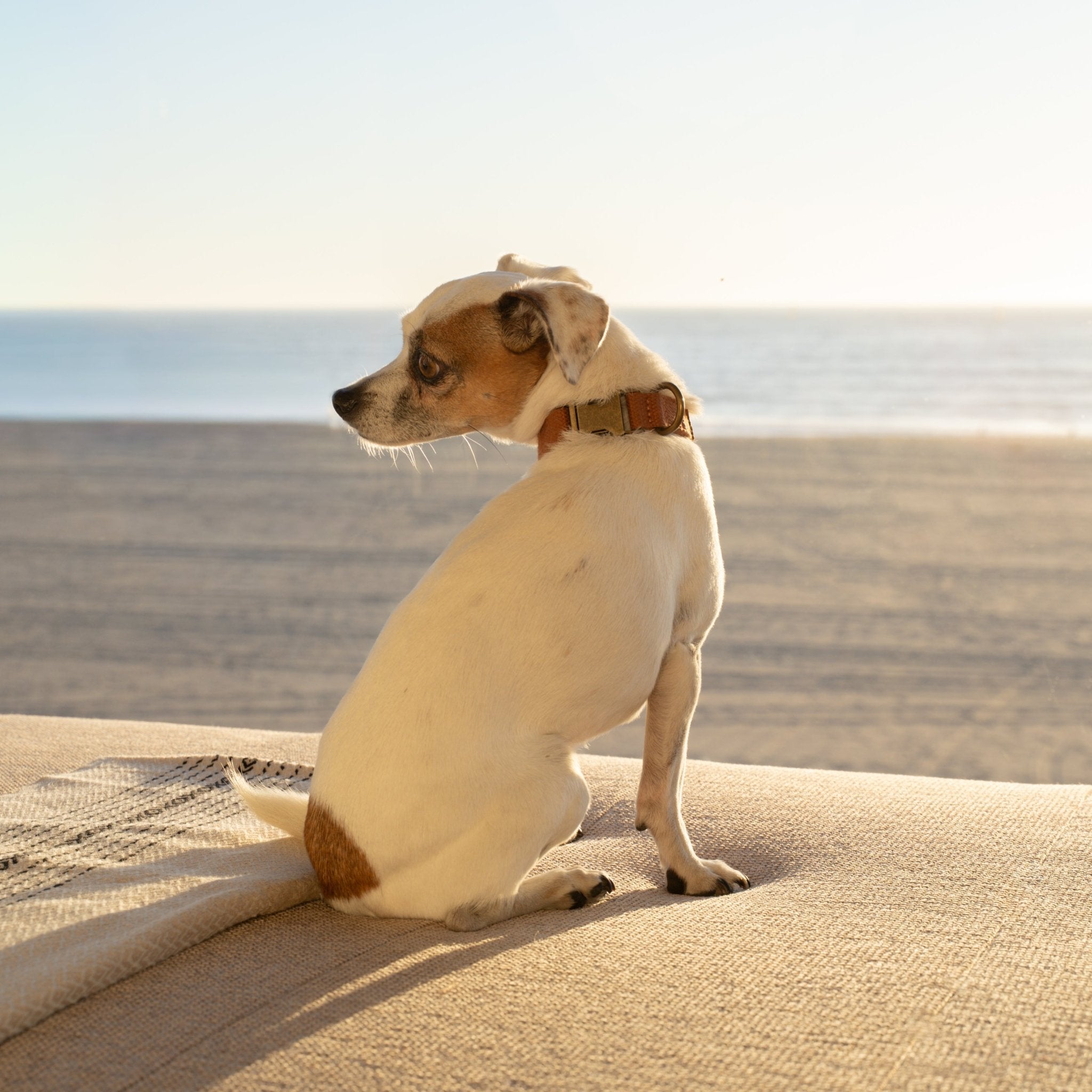 Cotton & Hemp Dog Collar | Adjustable Soft Fabric Dog Collar