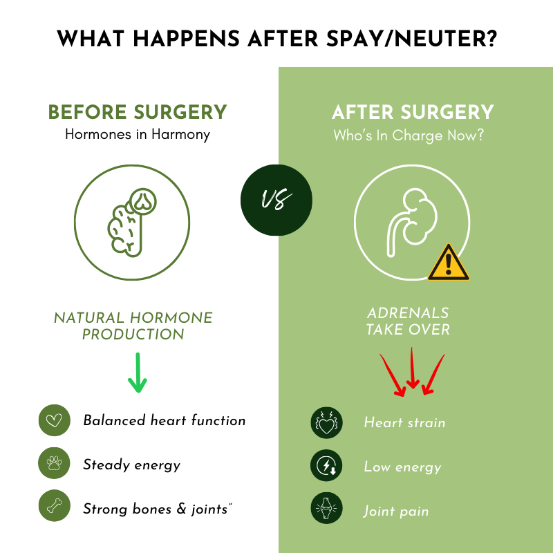 Comparison chart showing the changes before and after a spay/neuter surgery on hormones and body functions.