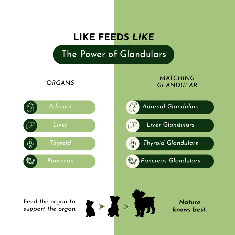 Diagram explaining the power of glandulars for different organs with silhouettes of animals.