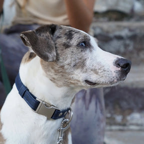dog wearing blue cork dog collar