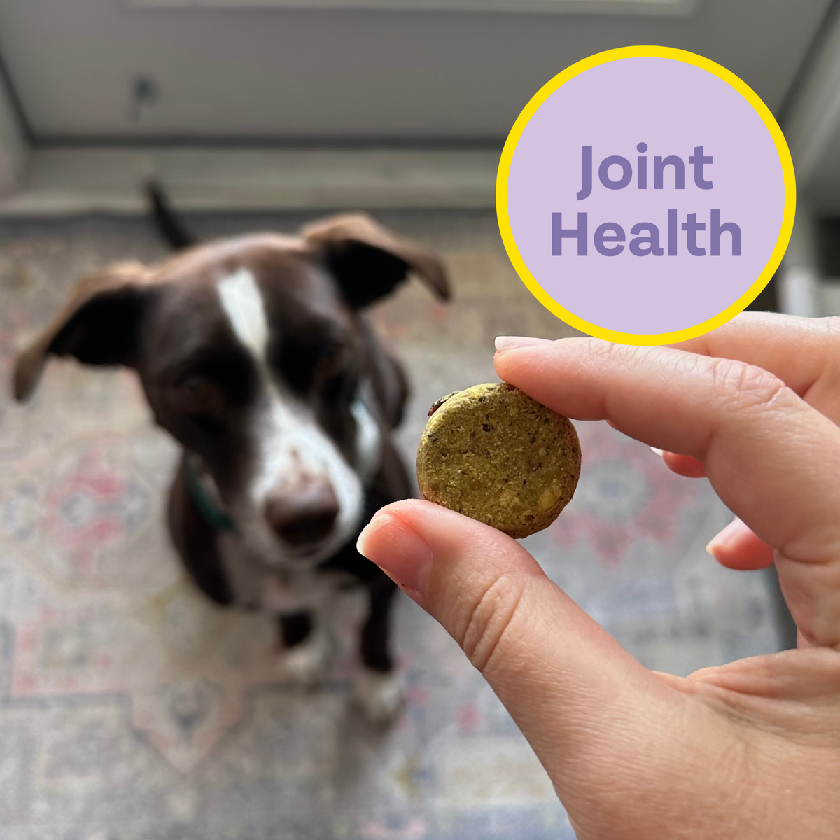 Circle with Joint health message and human hand holding a treat for a dog.
