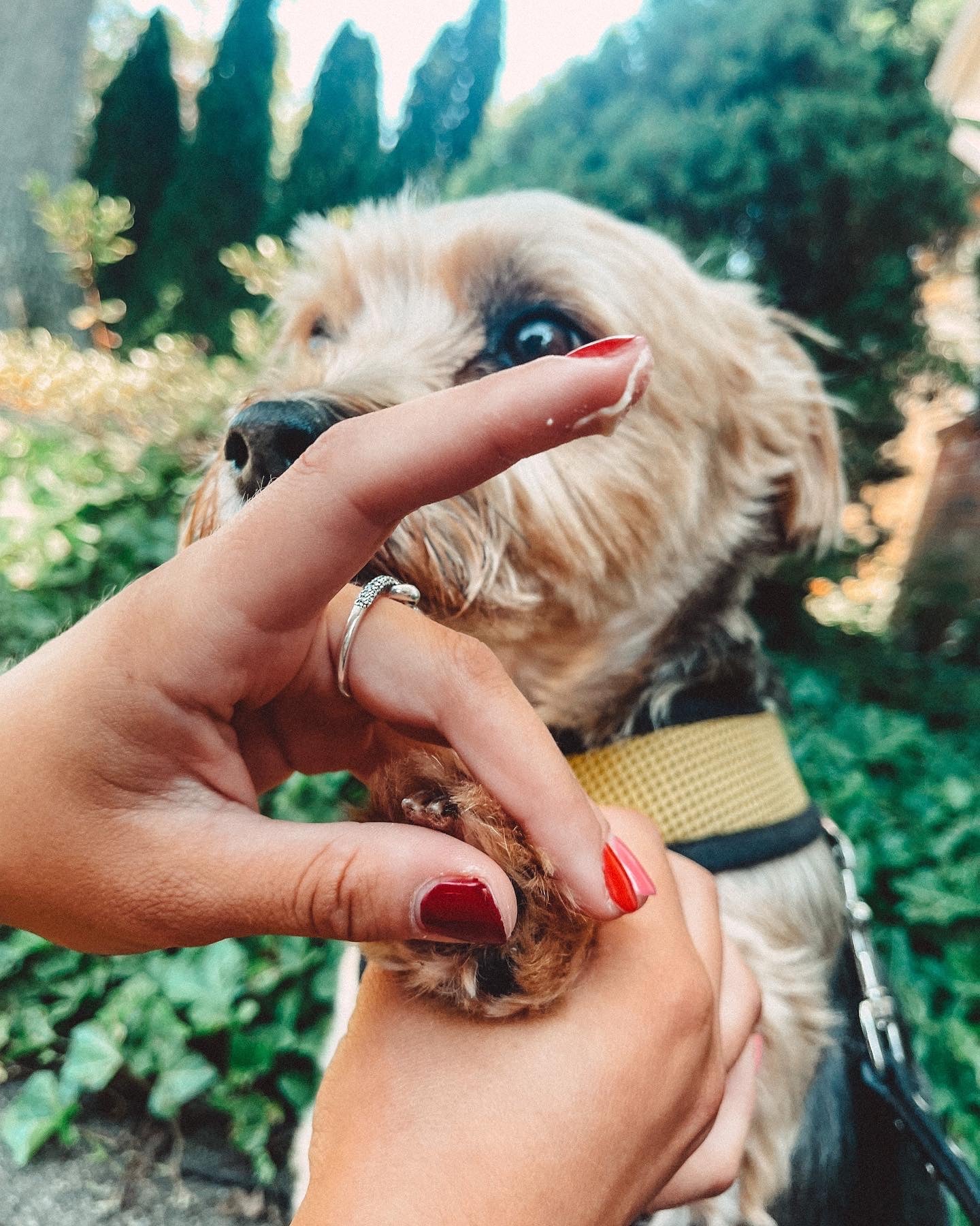 Person holding a small dog's paw with greenery in the background