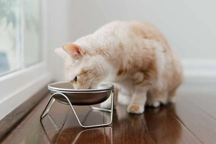 Cat drinking from a elevated metal water bowl on a wooden floor.