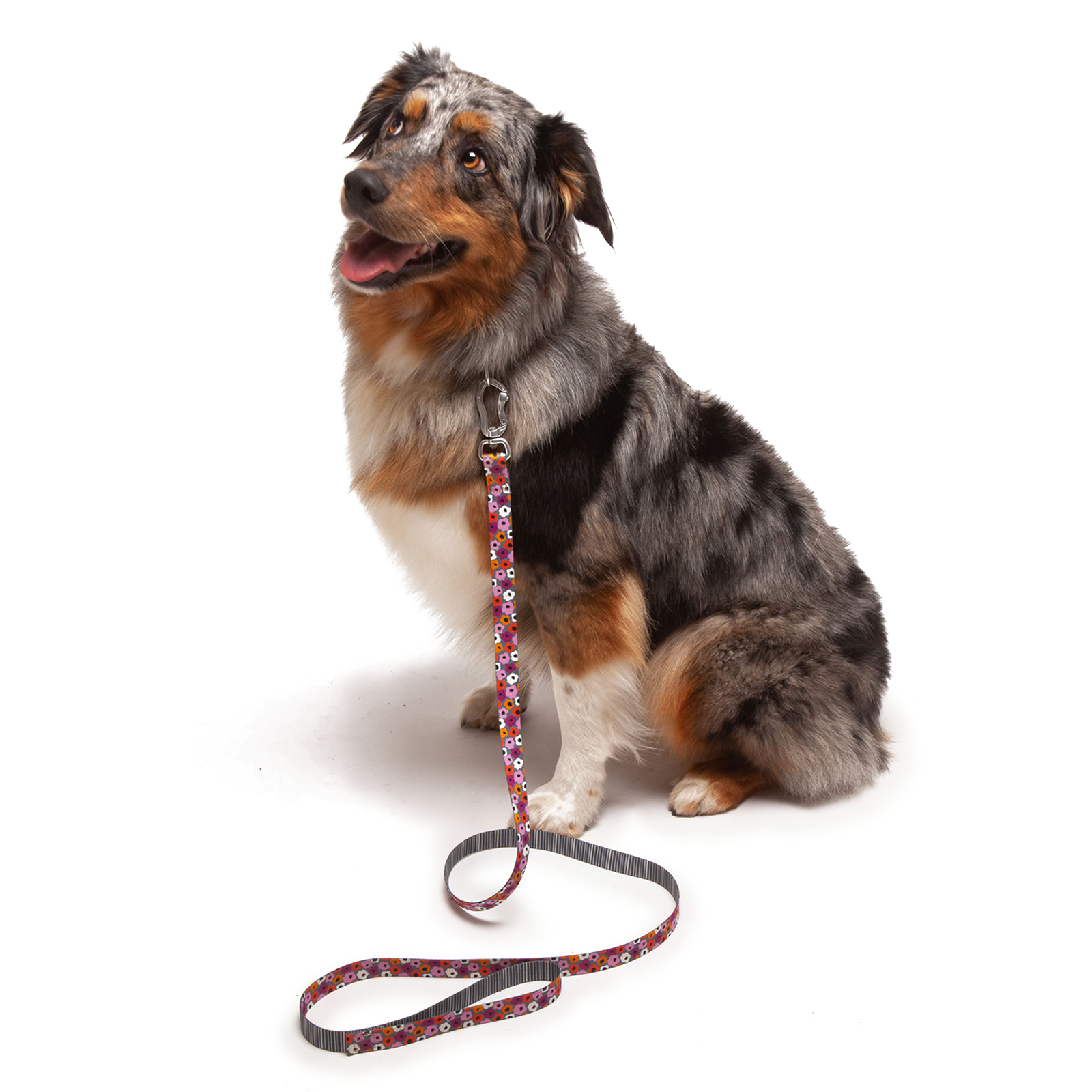Dog sitting on a white background with a colorful leash in front of it