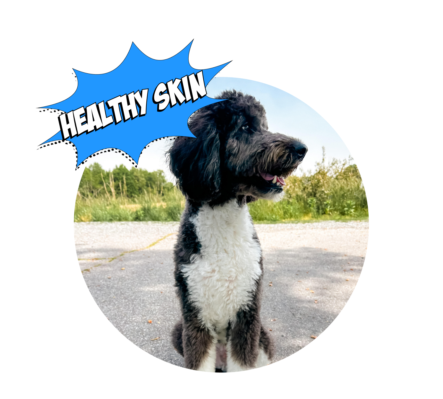 Black and white doodle looking to the right and it says healthy skin.