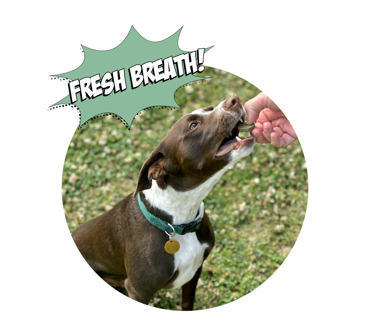 pit bull eating a dog treat from a human's hands and it says fresh breath.