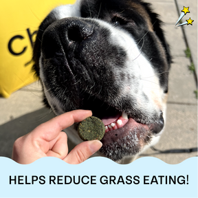 close up of a saint bernard eating a green vegan dog treat and it says helps reduce grass eating.