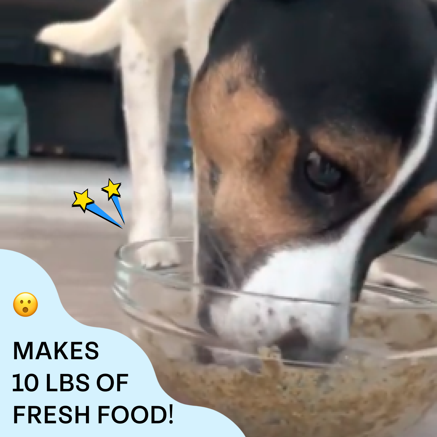beagle eating up her food with text: makes 10lbs of fresh food.