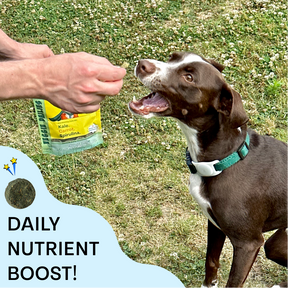 dog taking a bit of a tasty treat and it says daily nutrient boost.