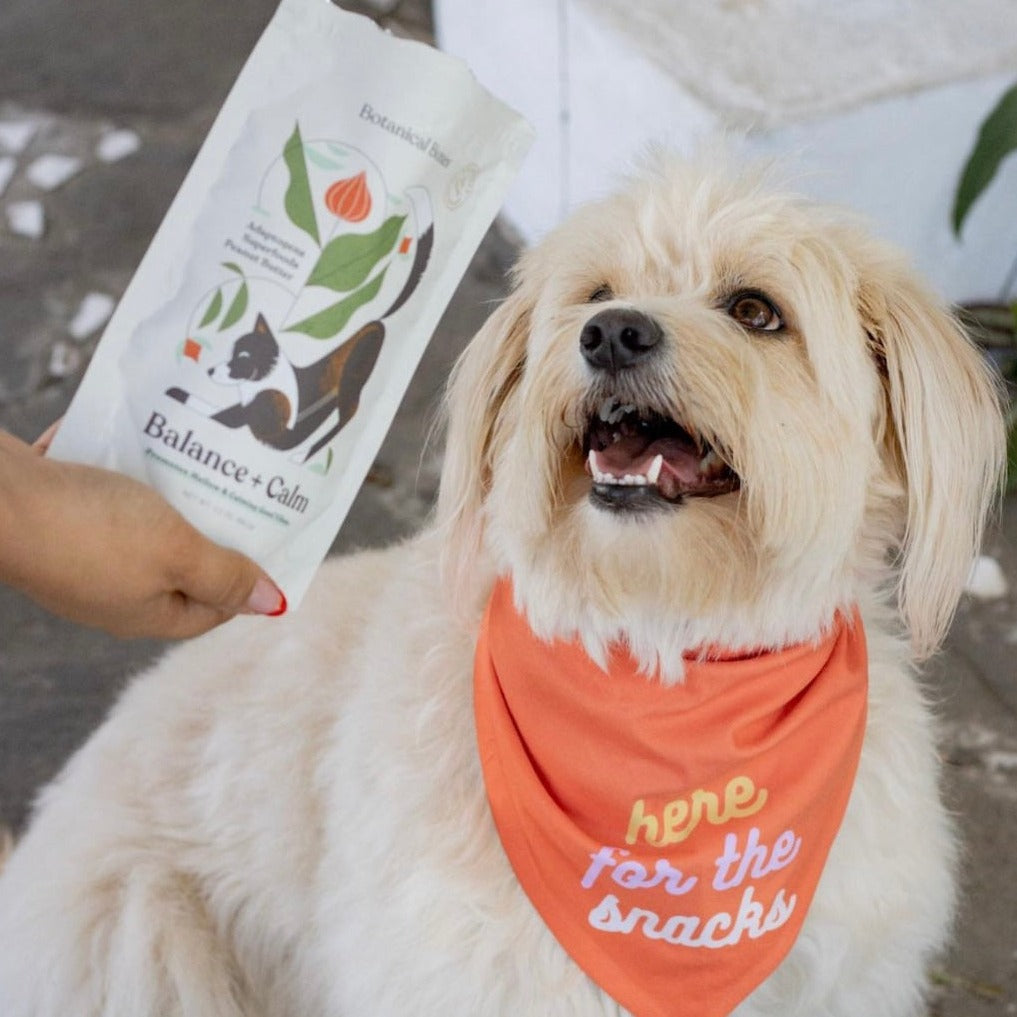 Dog wearing an orange bandana and human holding a product package of separation anxiety dog treats.