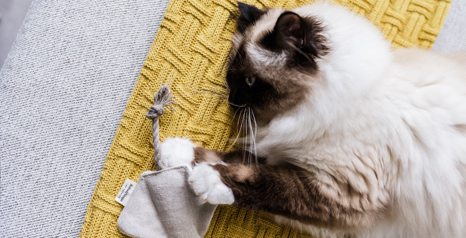 Cat playing with stingray cat toy