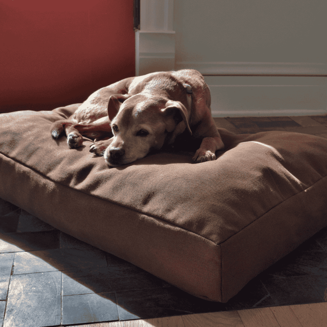 Organic latex dog bed best sale