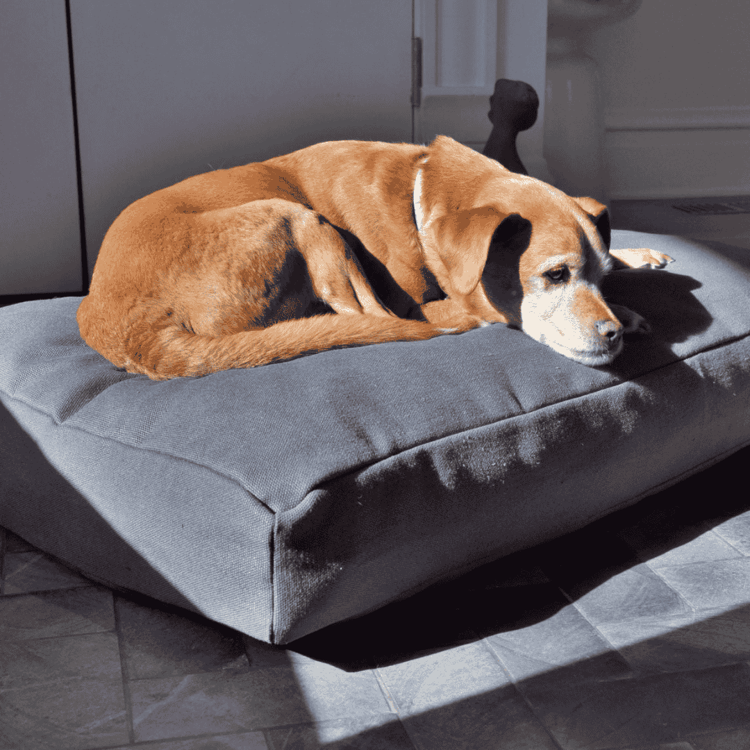 Organic Dog Bed - Hemp & Latex