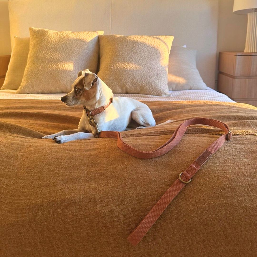 Hemp Cotton Dog Leash with Brass Attachments