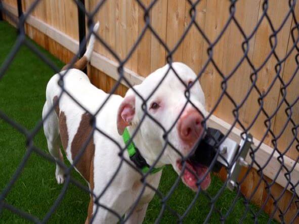 Pit bull chomping on the rubber treat dispenser attached to a metal fence.