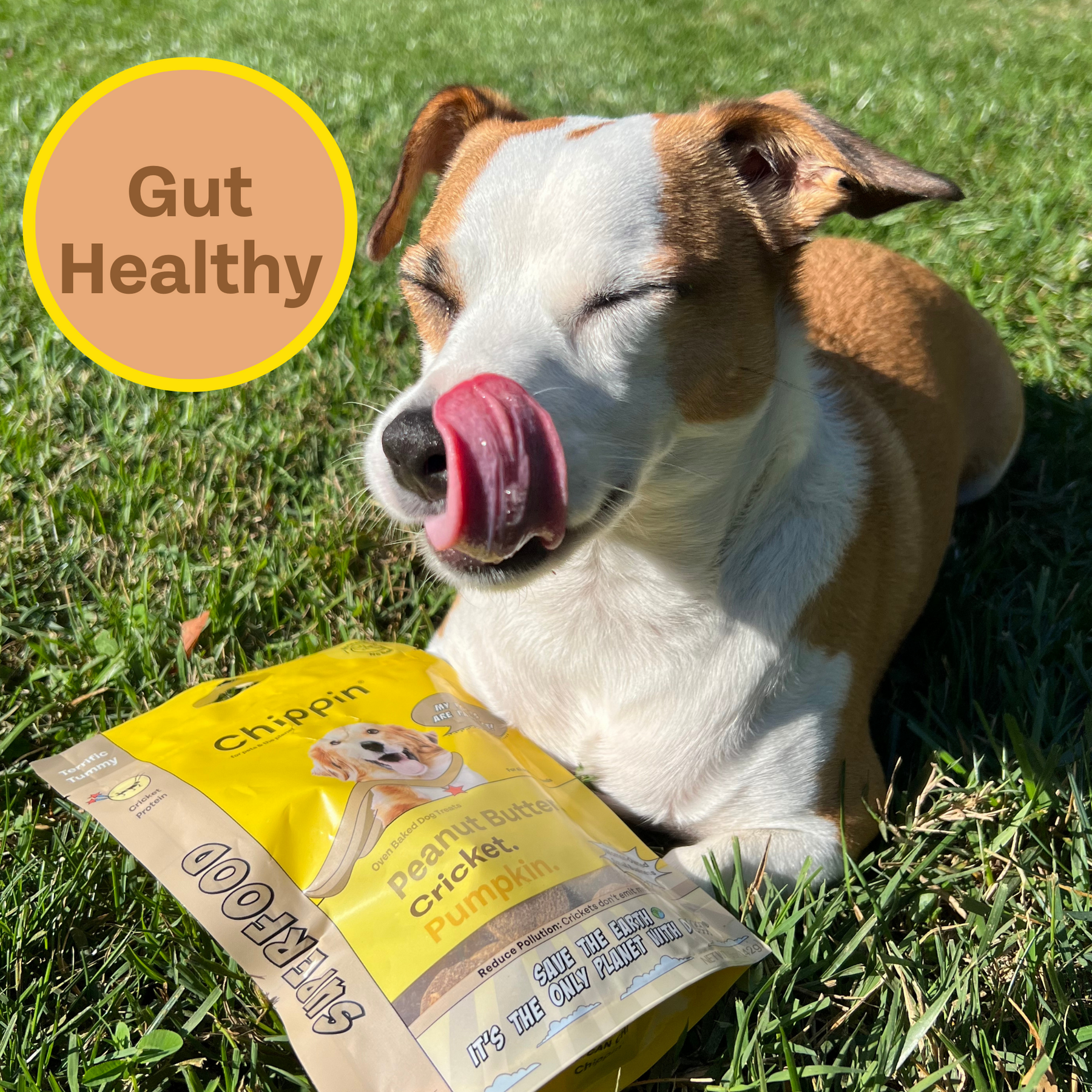 Dog licking his lips in the grass with a bag of gut healthy chippin treats at his feet.