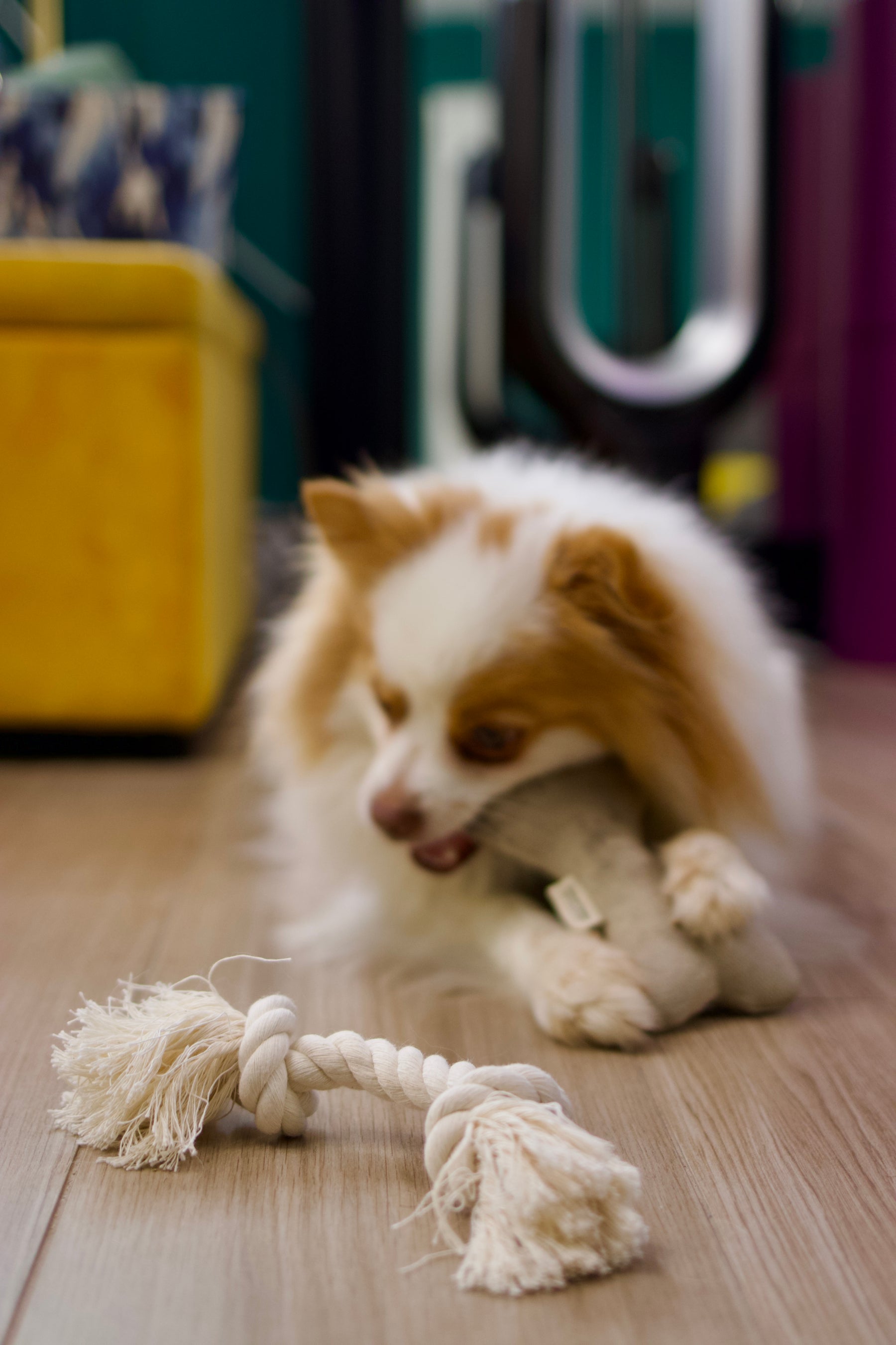 Natural Dog Toy Bundle