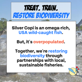 Copy says silver copi is an omega rich usa wild caught fish that is overpopulated. Chipping is restoring biodiversity through partnerships with local fisheries.