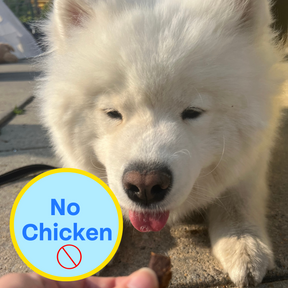 Close up of a white dog and it says no chicken.