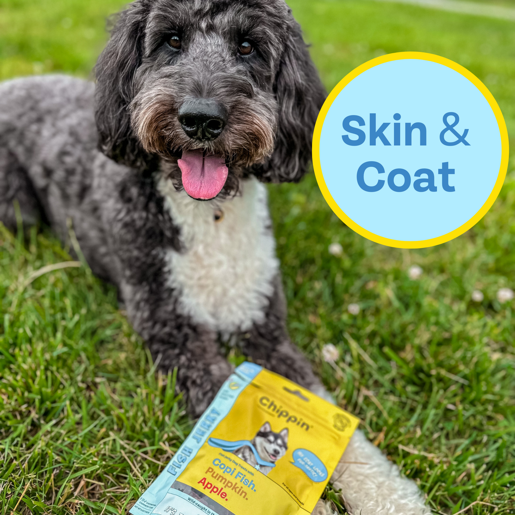 Doogle laying on the lawn and it says skin and coat.