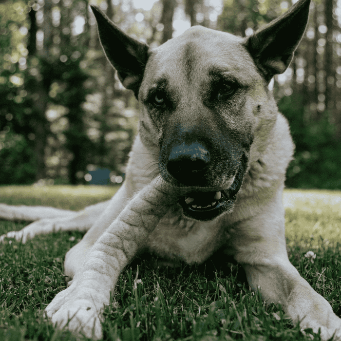 View of Non-Toxic Dog Toys | The Kind Pet