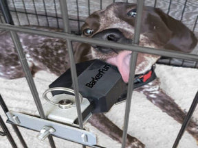 Pointer dog licking dog kennel toy attached to inside of crate.