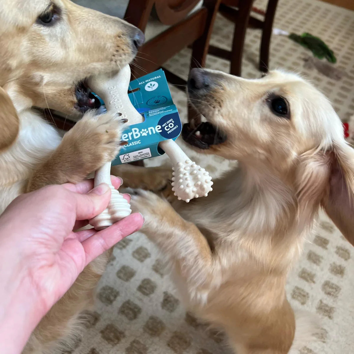 two puppies going for this teething toy by betterbone