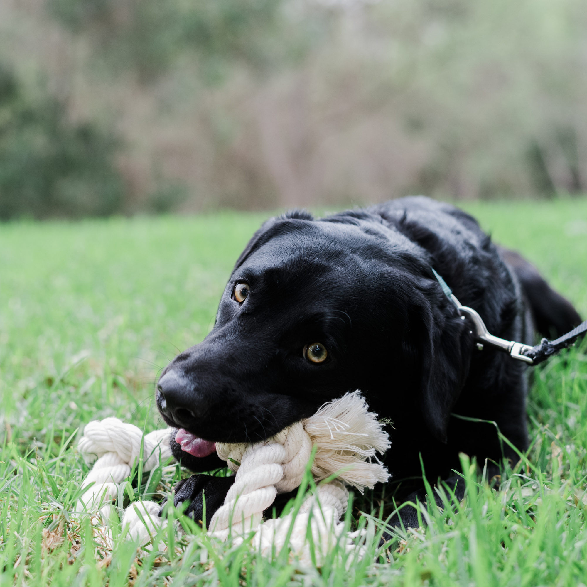 100% Organic Cotton Rope Dog Toy - 5 Sizes