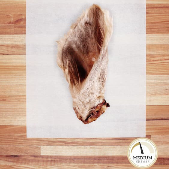 White hairy, dehydrated cow ear on parchment paper.