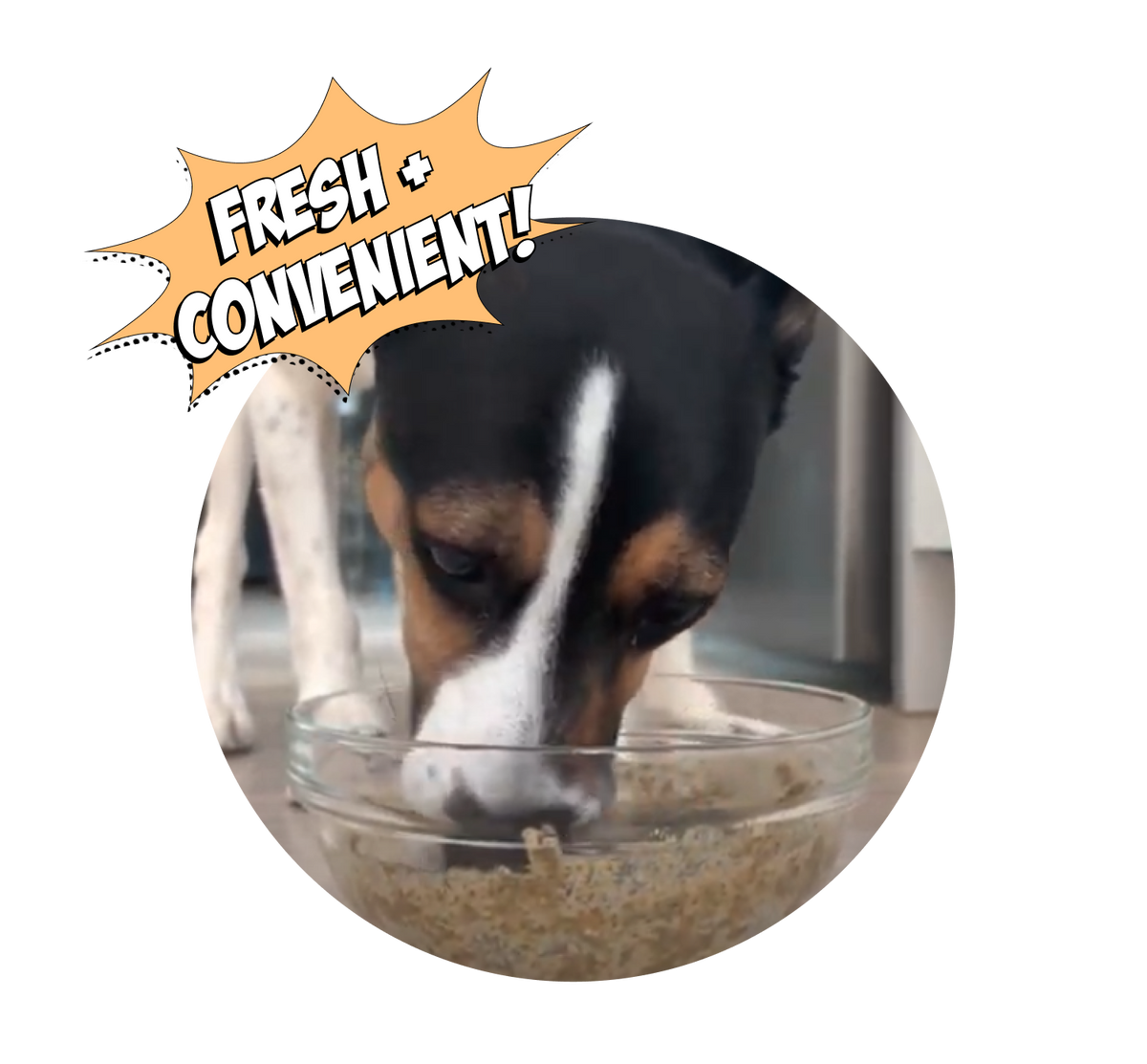beagle eating up her wet food in a glass bowl.
