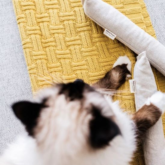 Kitty Oliver paying with the best cat toys - not one, but two organic catnip kickers with taupe.