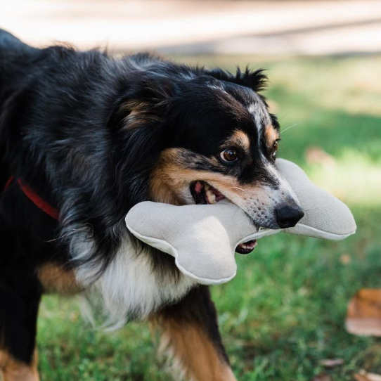 Dog playing with toy