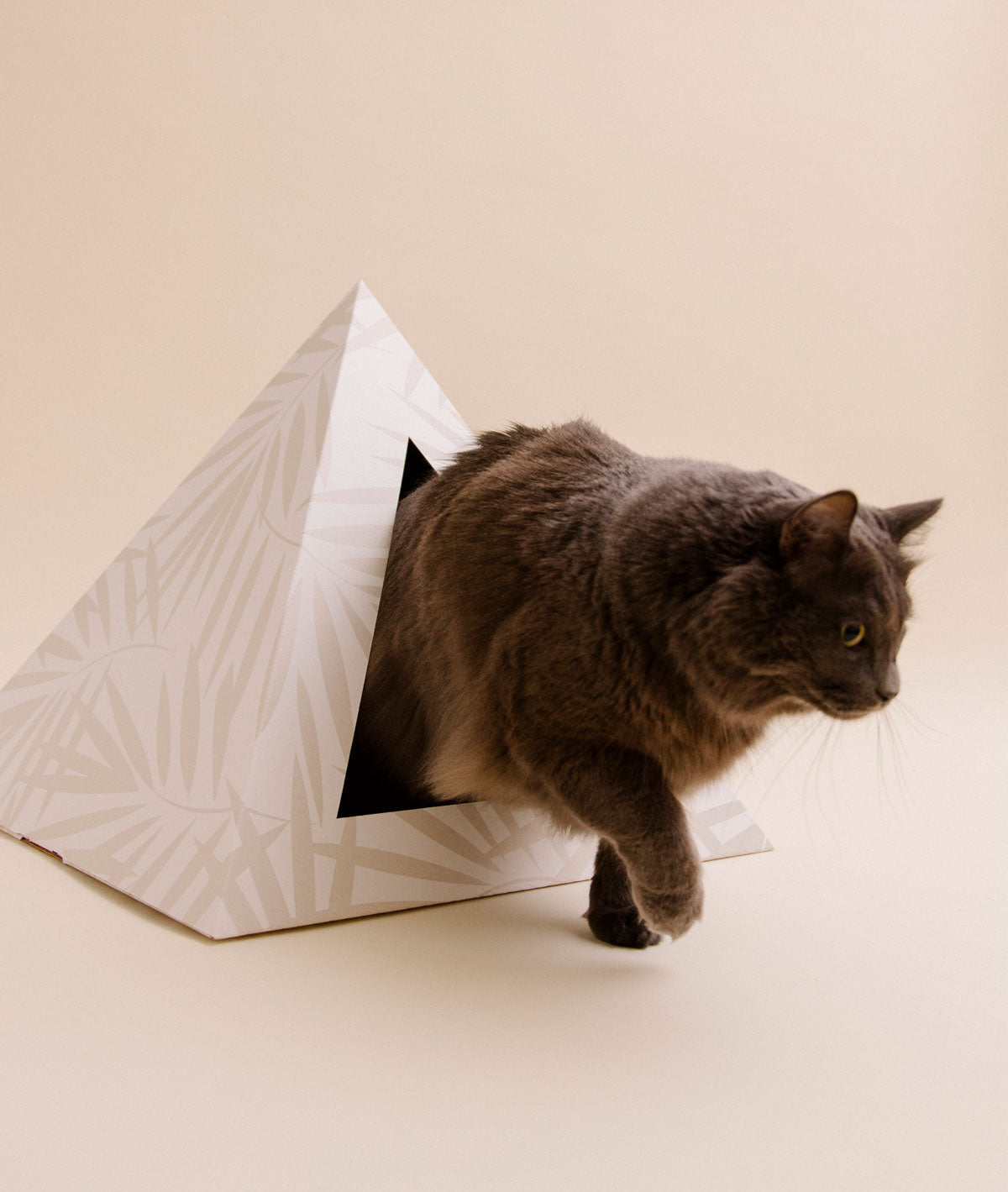 Cat peeking out from a cardboard cat pyramid house on a beige background