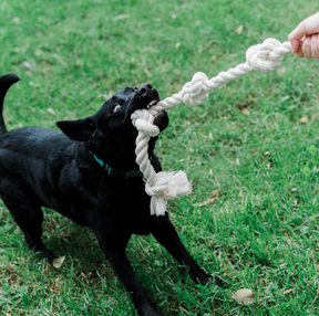 dog playing with cotton rope dog toy