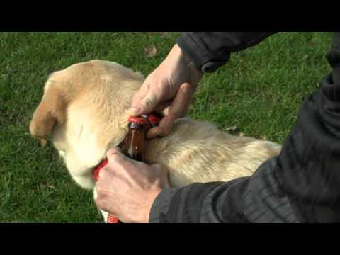 Cycle Dog Video