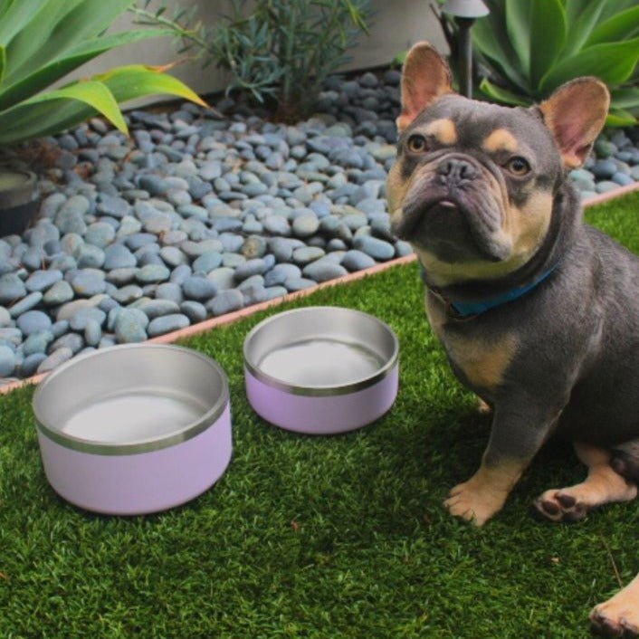 Stainless Steel Dog Bowl | Non-Slip Food & Water Bowl