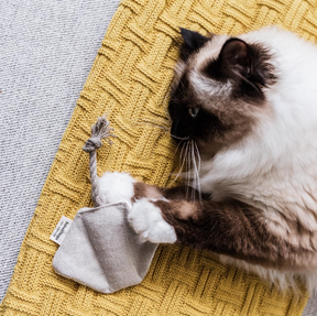 cat playing with stingray toy