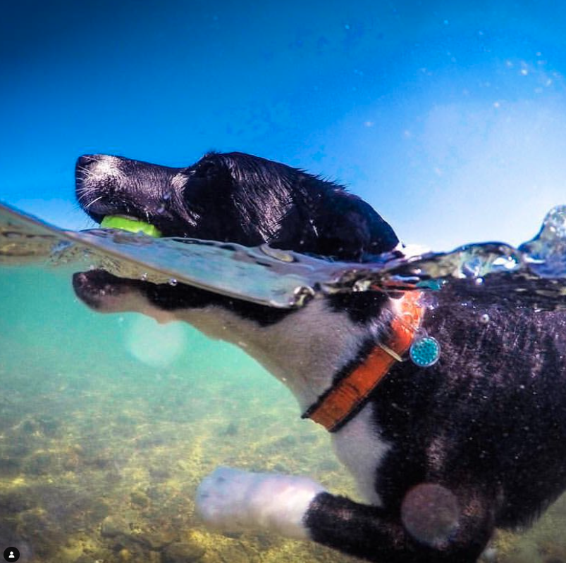 dog playing with ball underwater