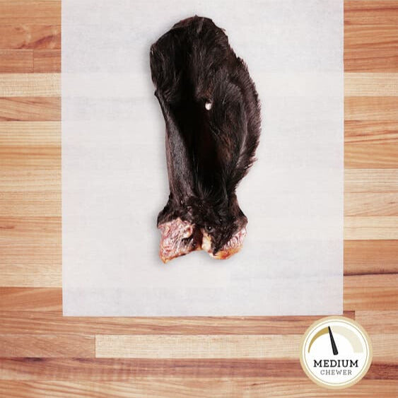 Black hairy, whole cow ear on parchment paper.