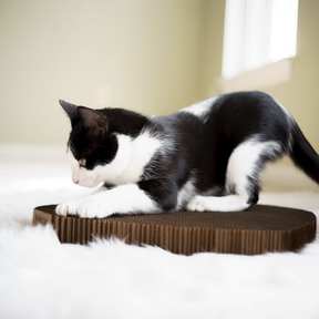 Black and White Cat on Cardboard Scratcher