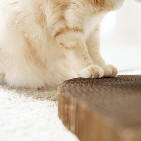 Beige Cat and it's paws on cardboard cat scratcher