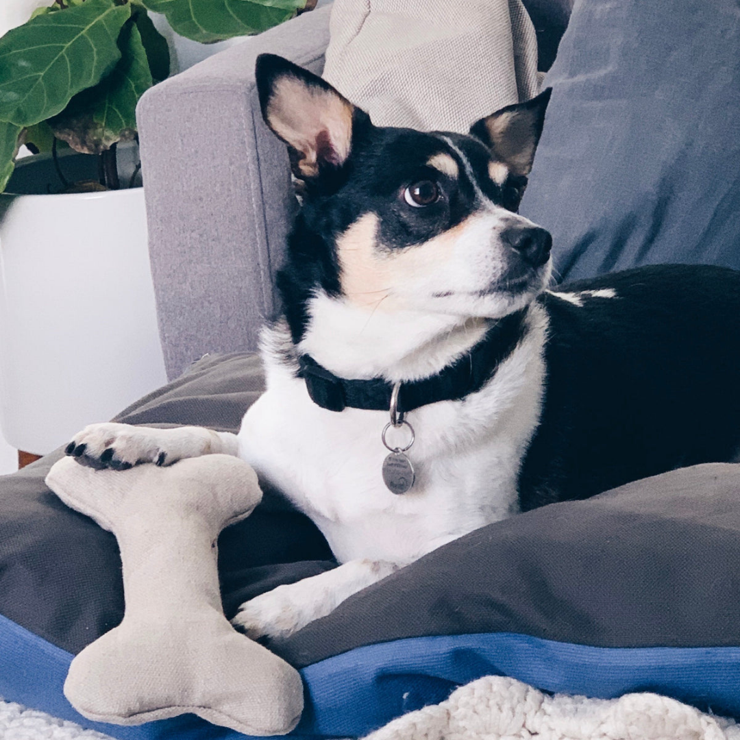 Hemp Dog bone with small black and white dog on couch