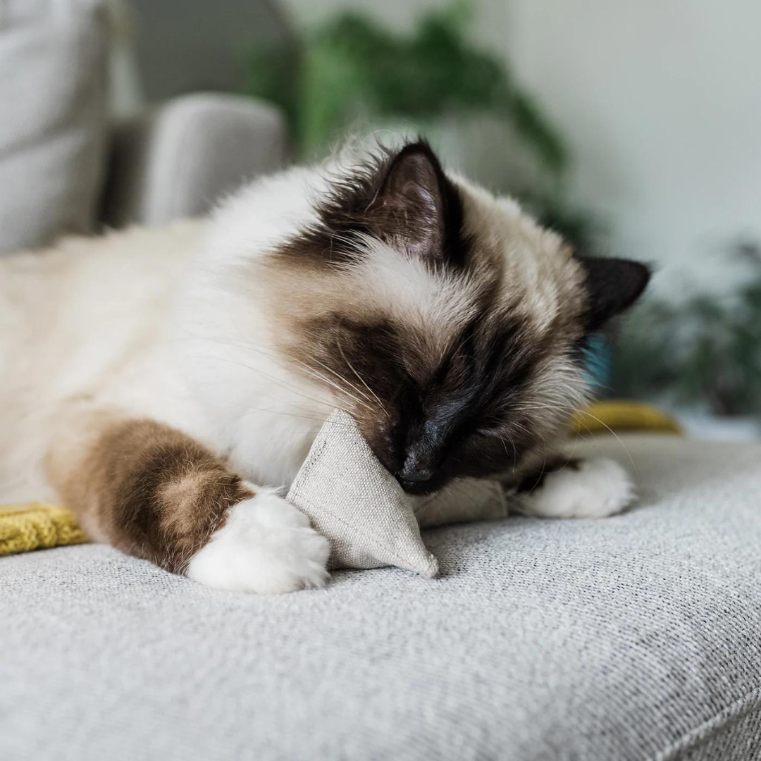 Pyramid Cat Toys - Himalayan Cat Playing